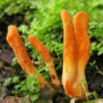 Кордицепс: Лечебный гриб с древних времён до современности